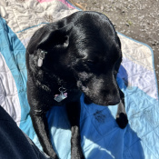 Nova, a Black Retriever (Labrador) Dog